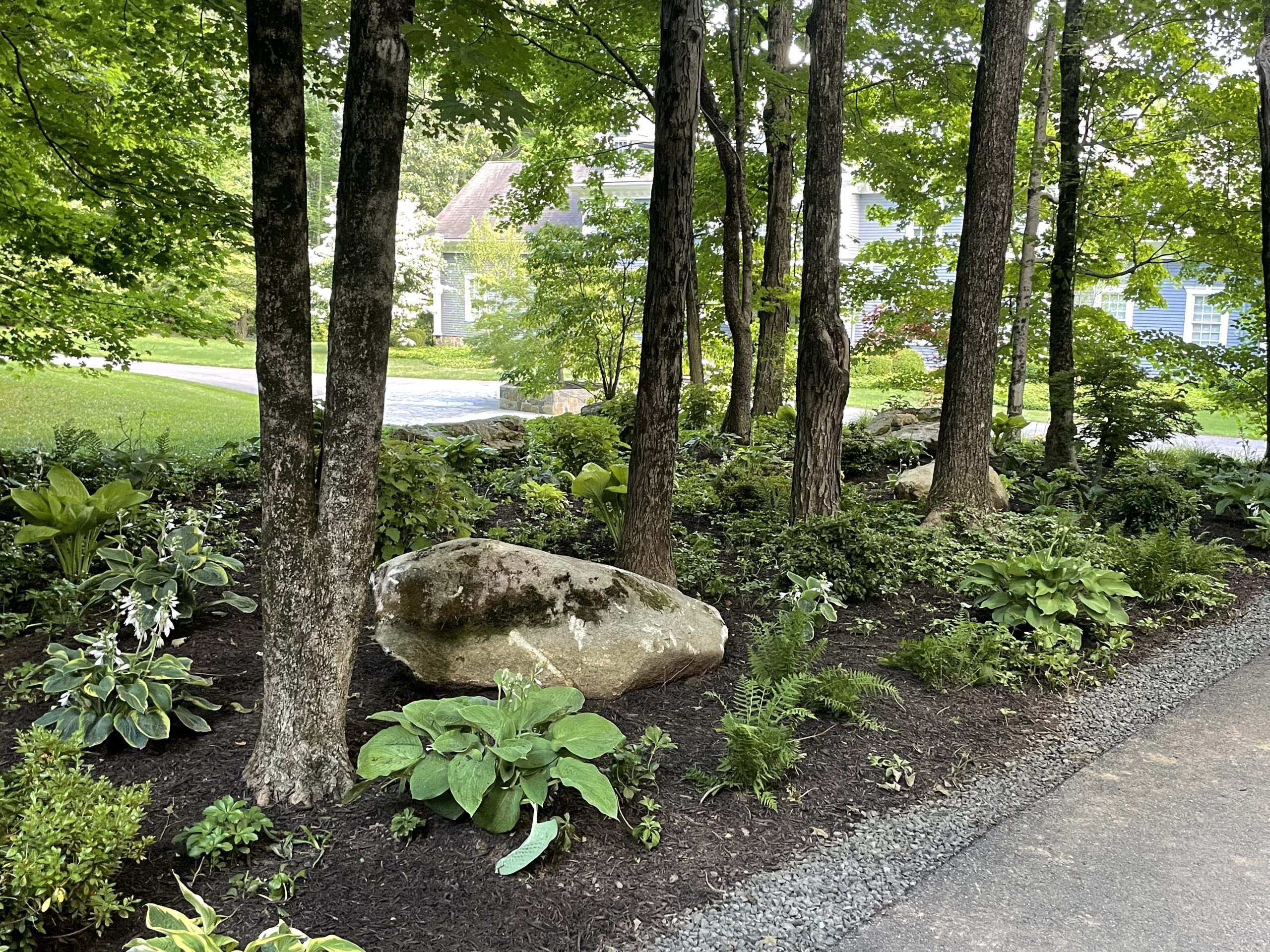 Woodland shade garden with hostas and boulder