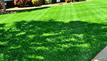 Lawn Care Services
